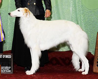 Top Best of Opposite Sex Borzoi 2010